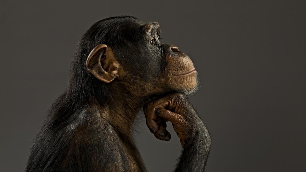 Thoughtful Chimpanzee in Profile wallpaper