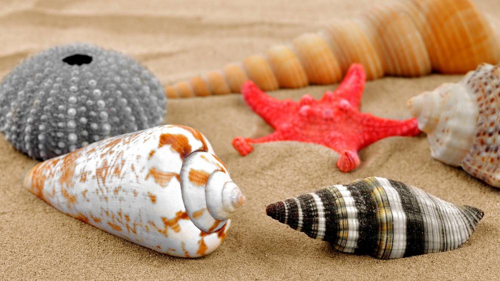 Seashells and Starfish on Sandy Beach wallpaper