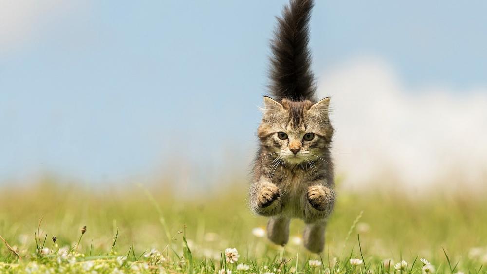 Playful Kitten Leaping Through the Grass wallpaper