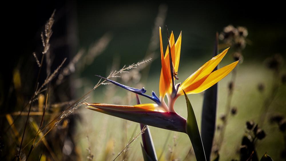 Bird of Paradise in the Field's Embrace wallpaper