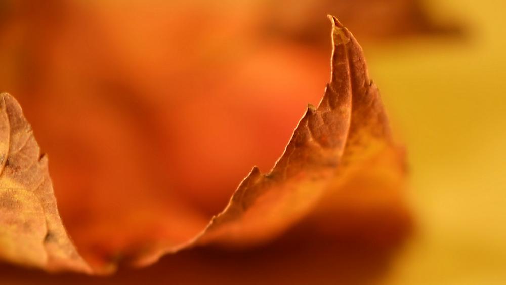 Autumn Leaves Embracing Nature's Beauty wallpaper