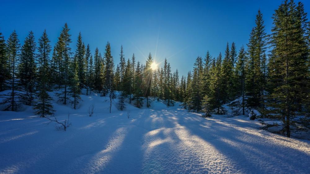 Winter Wonderland in Tranquil Forest Retreat wallpaper