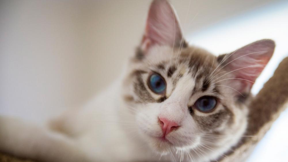 Wallpaper from animals category