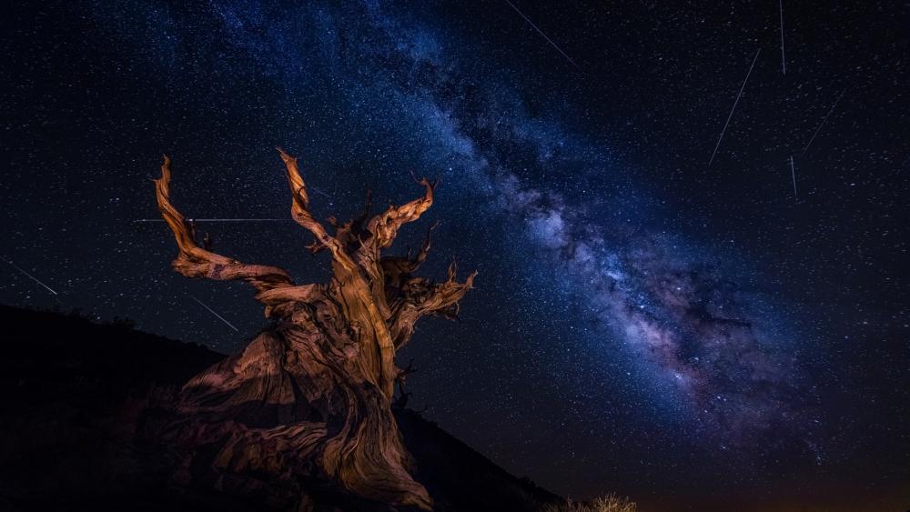 Majestic Night Sky over Ancient Tree wallpaper