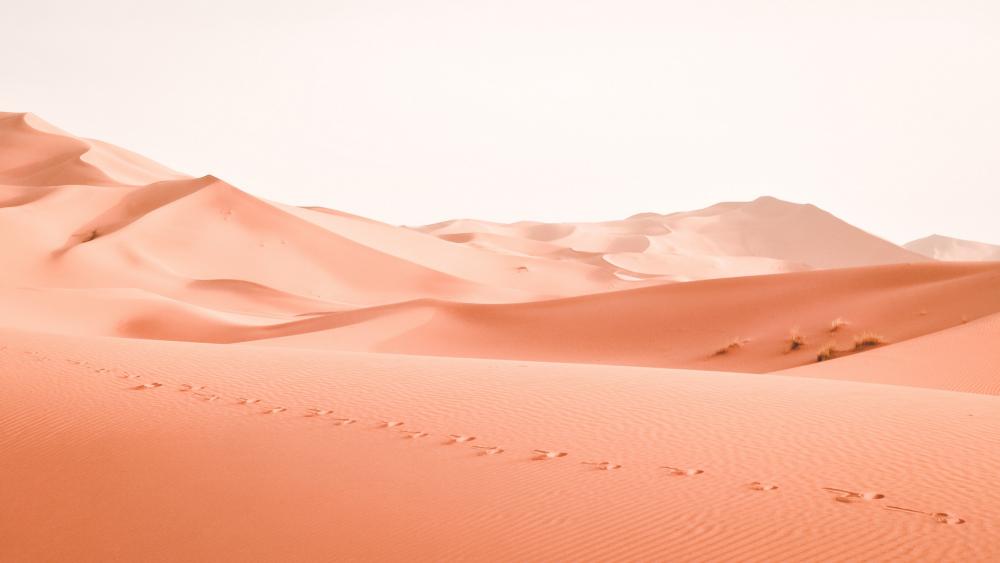 Desert Serenity Wallpaper wallpaper