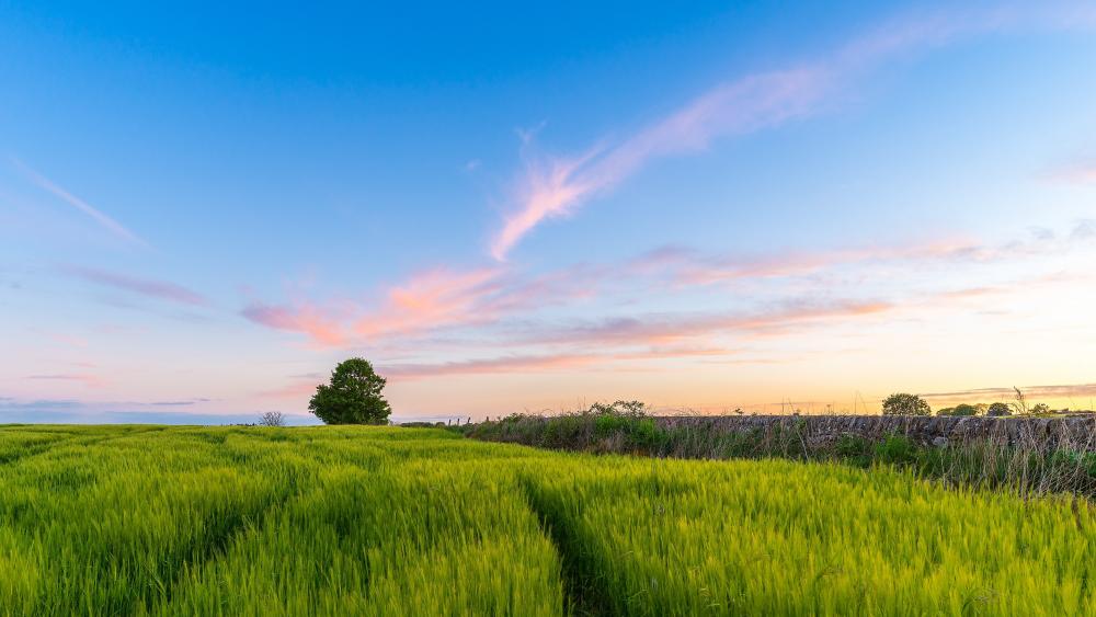 Vibrant Fields Under a Colorful Sky wallpaper