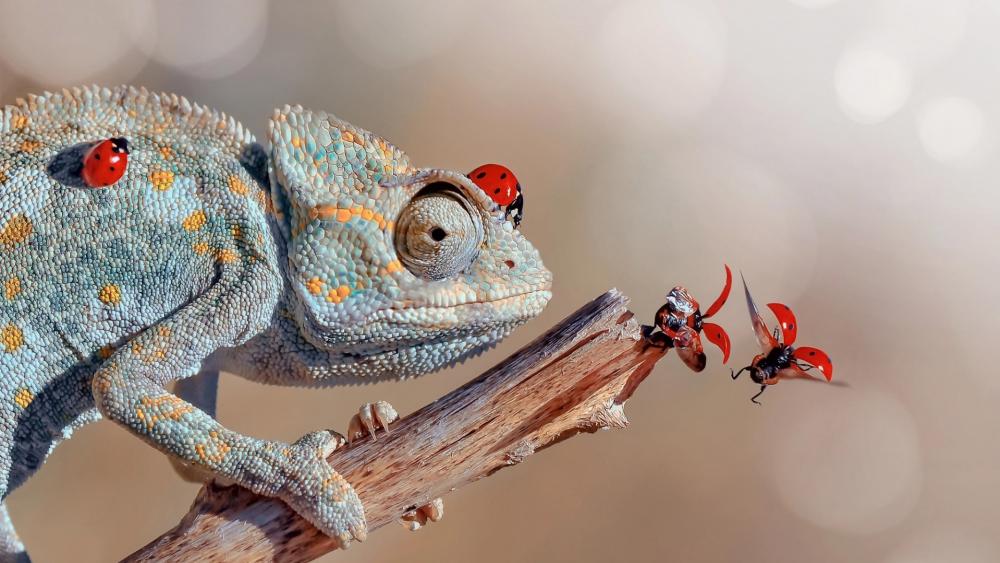 Colorful Chameleon with Ladybugs on a Branch wallpaper