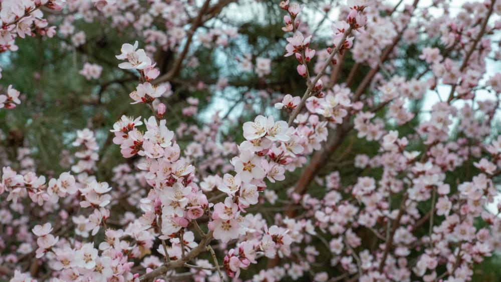 春日之花 wallpaper