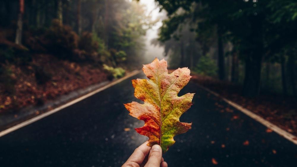 Autumn's Touch in Nature's Embrace wallpaper