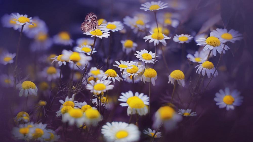 Delicate Butterfly Among Vibrant Daisies wallpaper