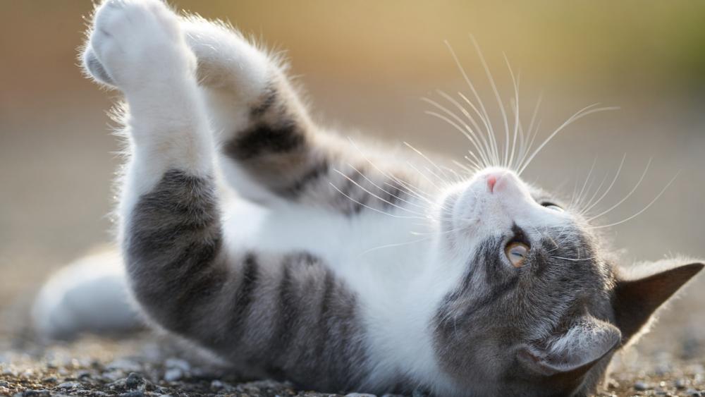 Playful Kitten Enjoying a Sunny Afternoon wallpaper