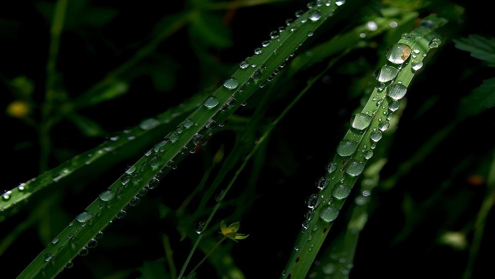 Dewdrops on Lush Green Leaves Showcase Nature's Beauty wallpaper