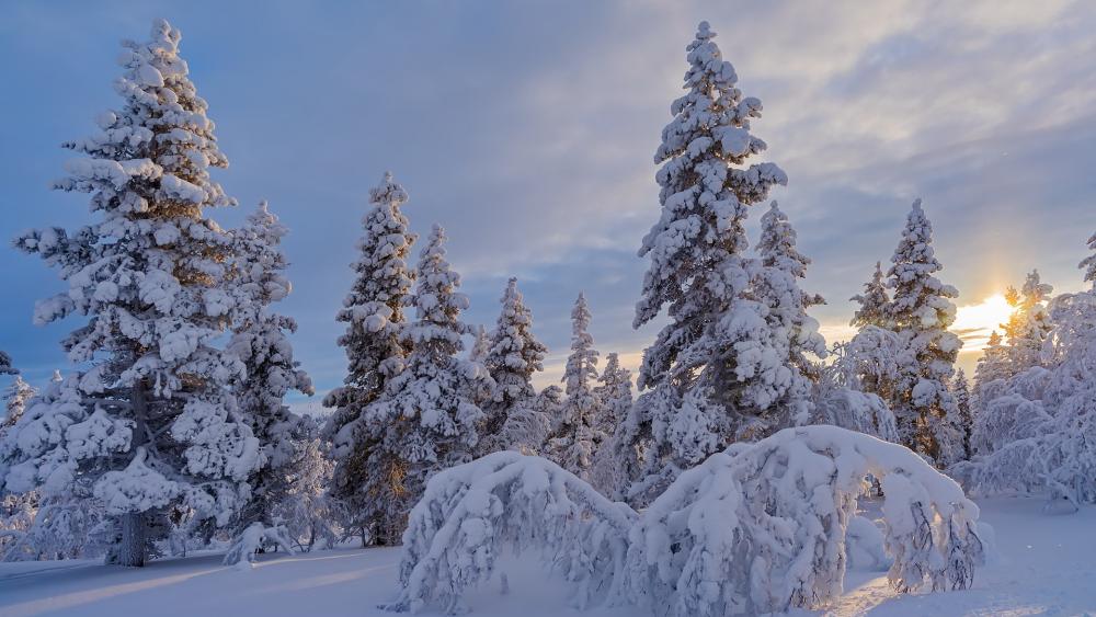 Winter Wonderland Embraced in Snowflakes wallpaper