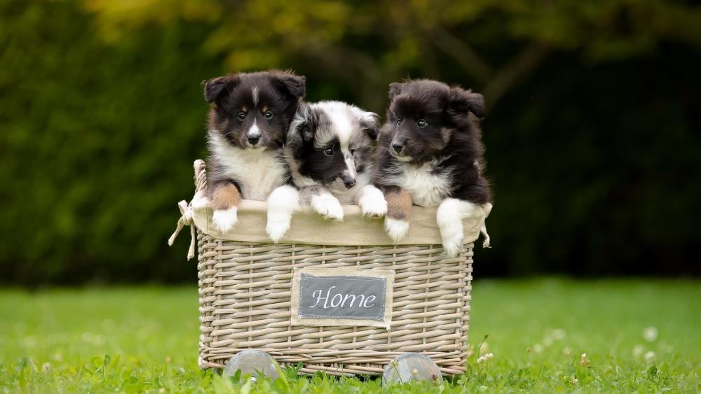 Wallpaper from animals category