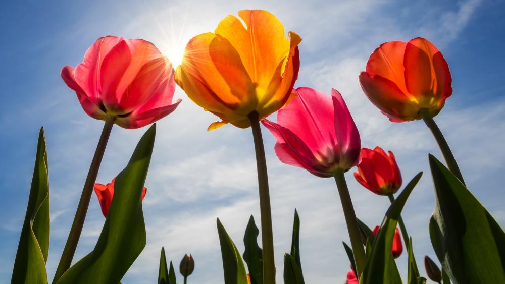 Spring tulips low angle view wallpaper