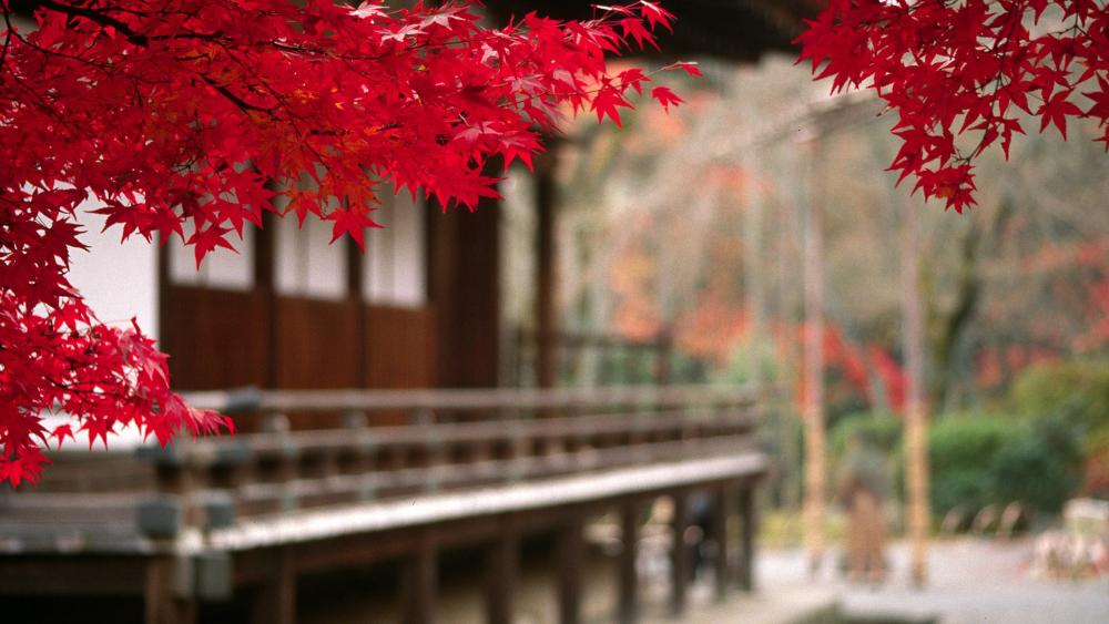 Vibrant Red Maple Leaves in Tranquil Scenery wallpaper