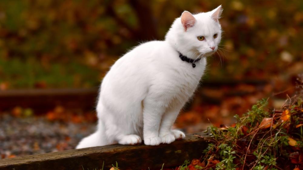 Majestic White Cat in Autumn Ambiance wallpaper