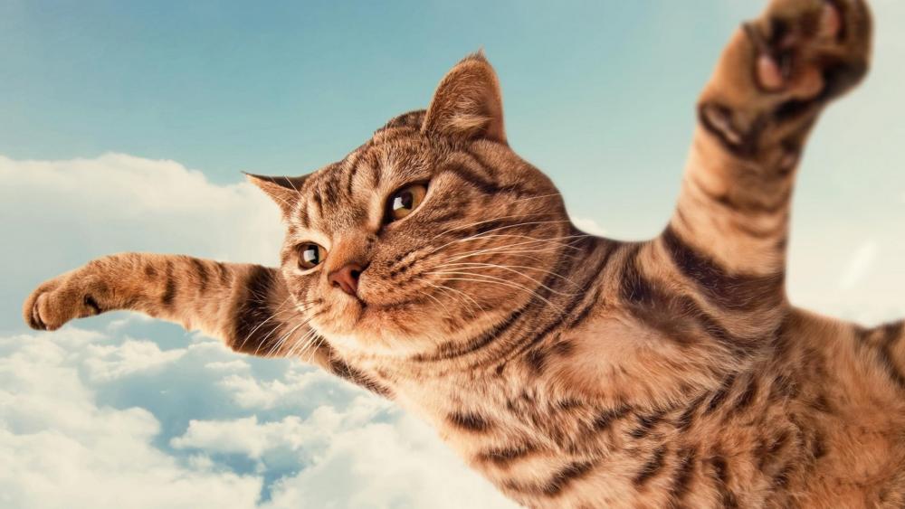 Flying cat wallpaper
