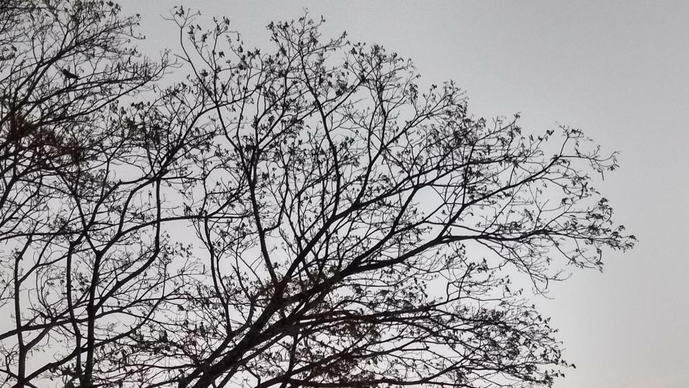 tree wallpaper