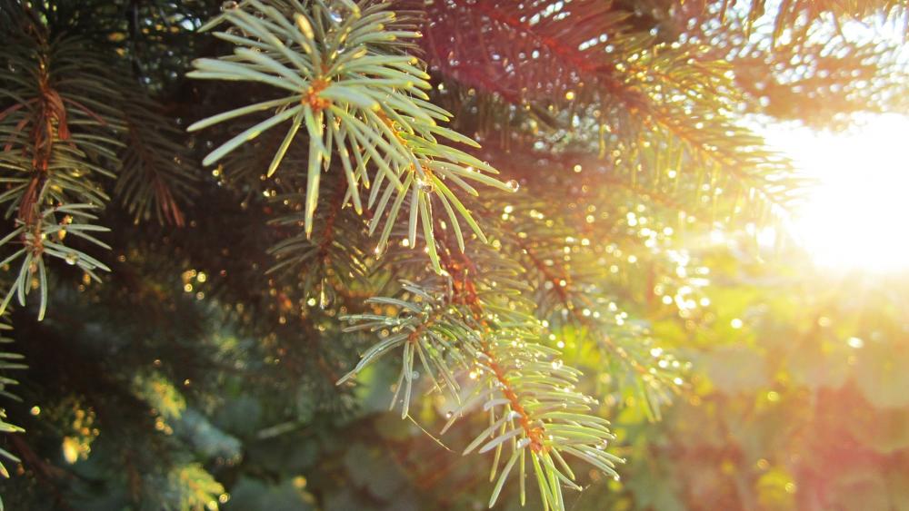 Wallpaper from nature category