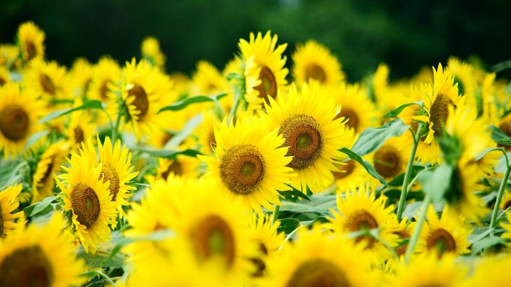 Vibrant Sunflower Field in Full Bloom wallpaper