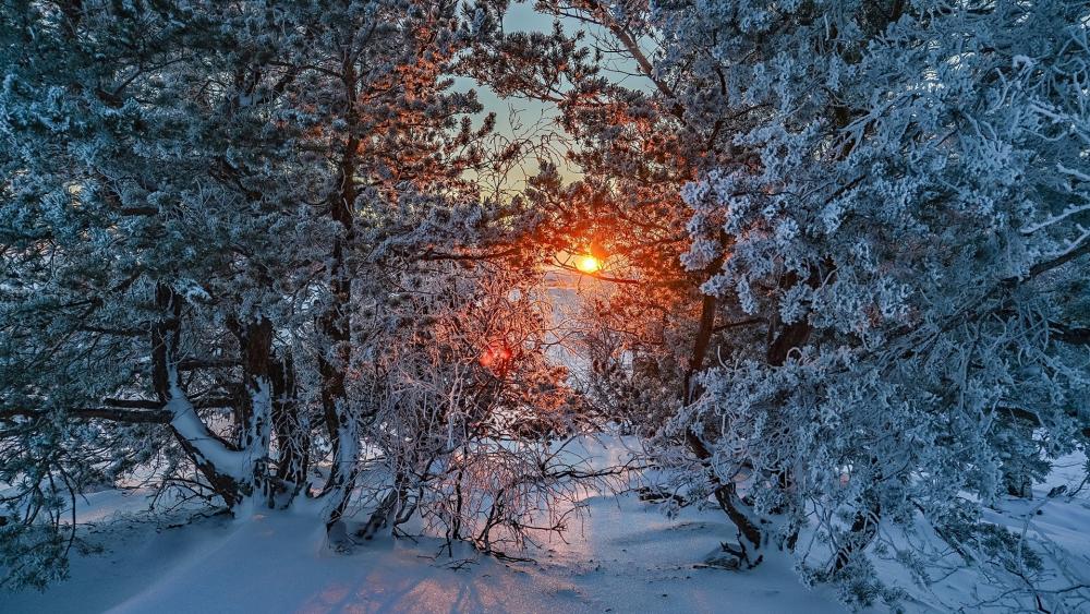 Winter Sunrise Through Frosted Trees wallpaper
