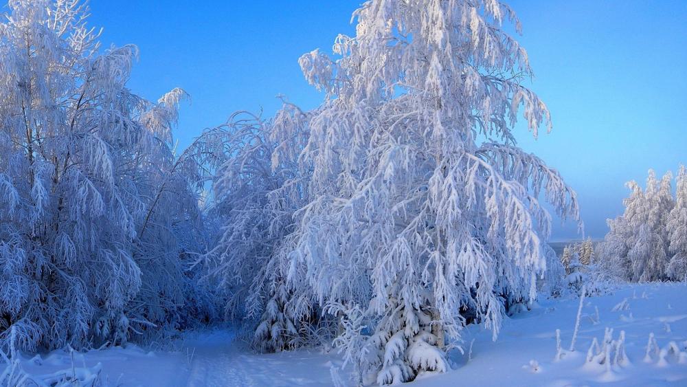 Winter Wonderland Covered in Sparkling Snow wallpaper