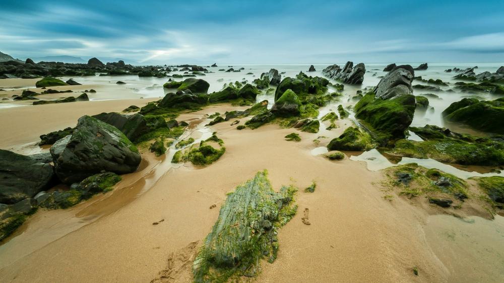 Wallpaper from nature category