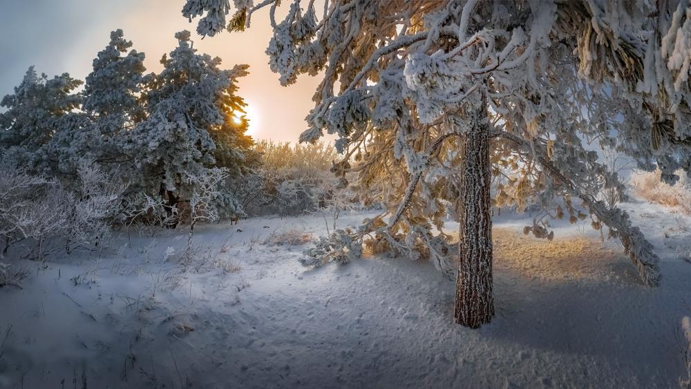 Winter Wonderland in Tranquil Forest Scene wallpaper