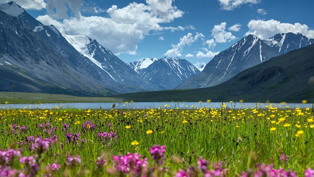 Breathtaking Mountain Landscape with Vibrant Wildflowers wallpaper