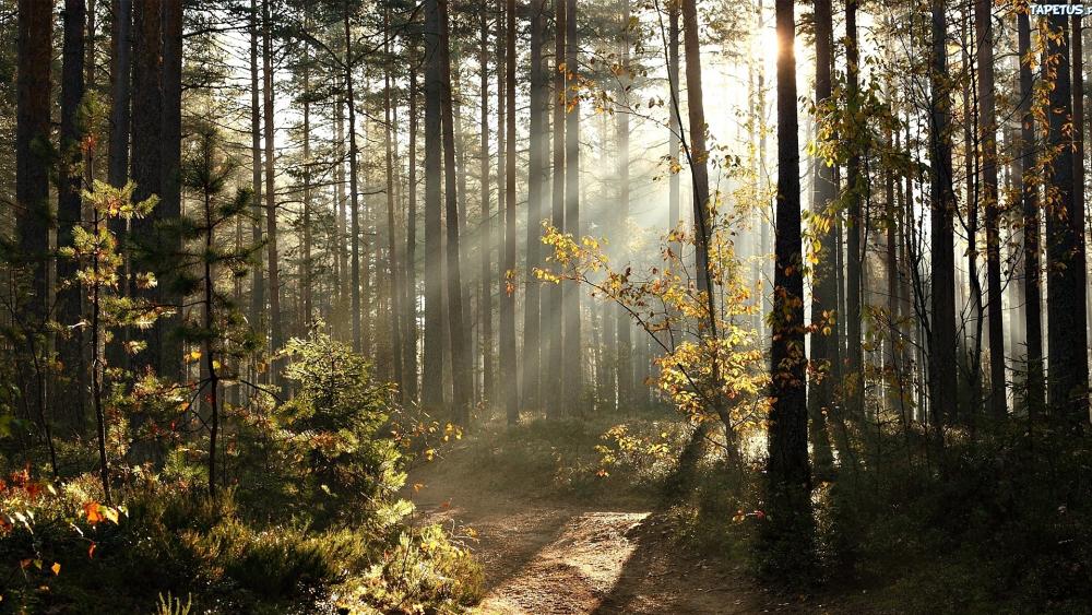 Enchanted Forest with Sunlight Filtering Through Trees wallpaper