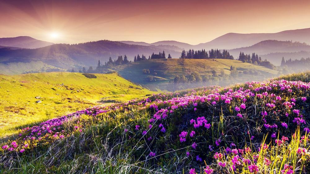 Vibrant Sunrise Over Blooming Meadows wallpaper