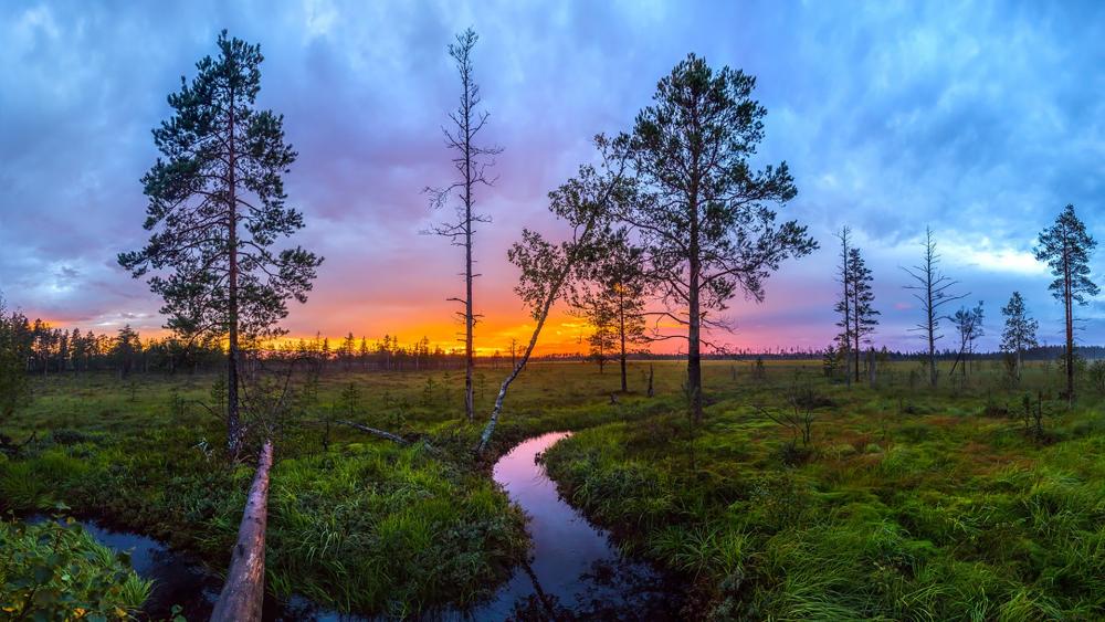 Serene Sunset Over Lush Marshlands wallpaper