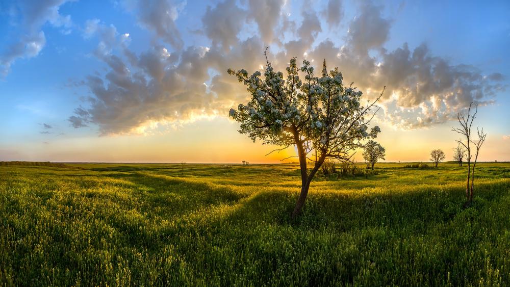 Serene Sunset Over a Blooming Meadow wallpaper