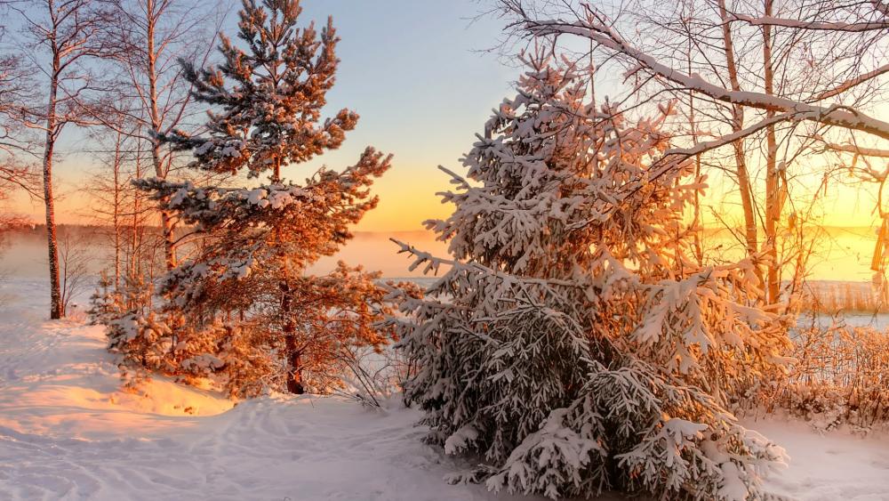 Winter Wonderland at Sunrise wallpaper