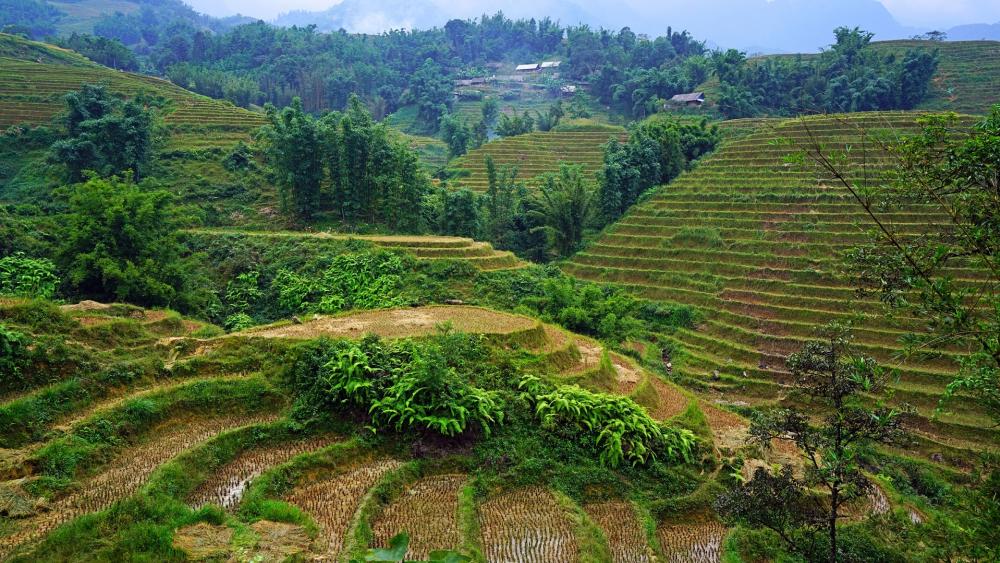 Wallpaper from nature category