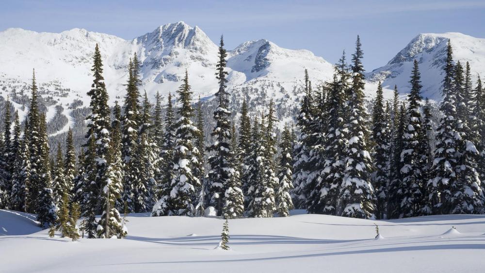 Serene Winter Wonderland Scene wallpaper