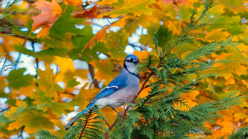 Colorful Blue Jay Amidst Autumn Leaves wallpaper