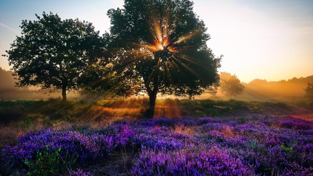 Morning Serenity in a Lavender Field wallpaper