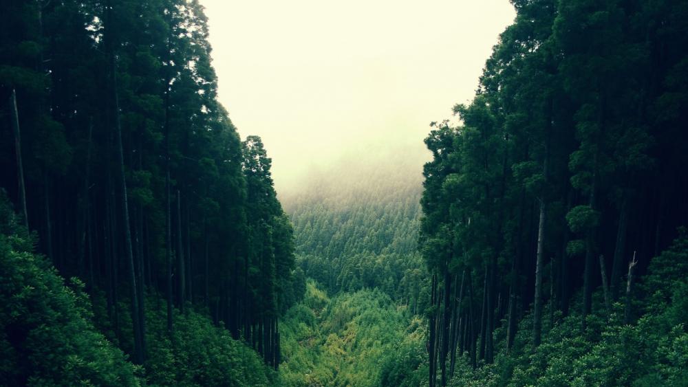 Wallpaper from nature category