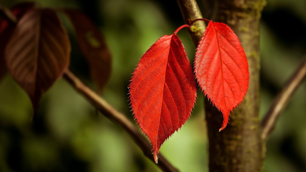 Vibrant Red Leaves on a Tree Branch wallpaper