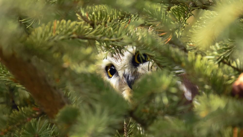 Hidden Owl Among the Pines wallpaper