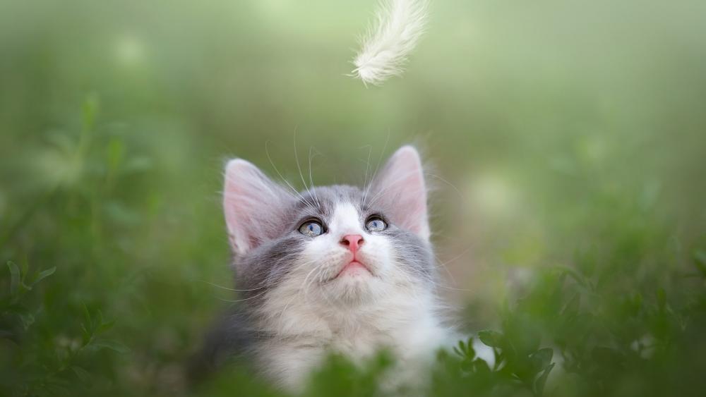 Wallpaper from animals category
