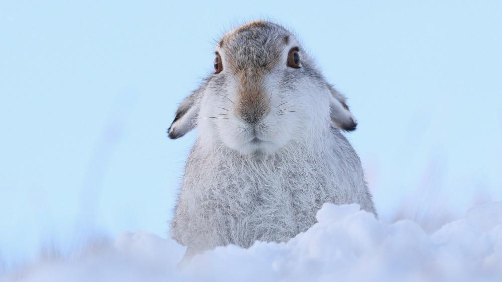 Wallpaper from animals category