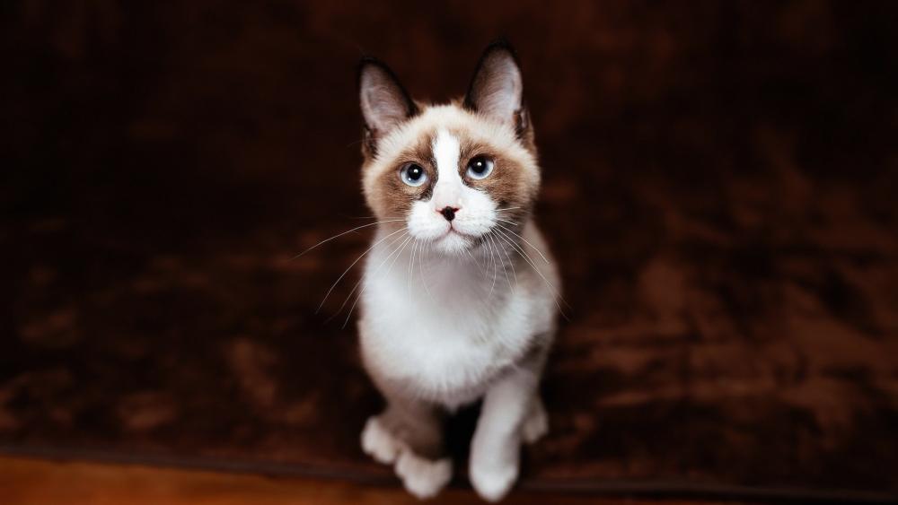 Wallpaper from animals category