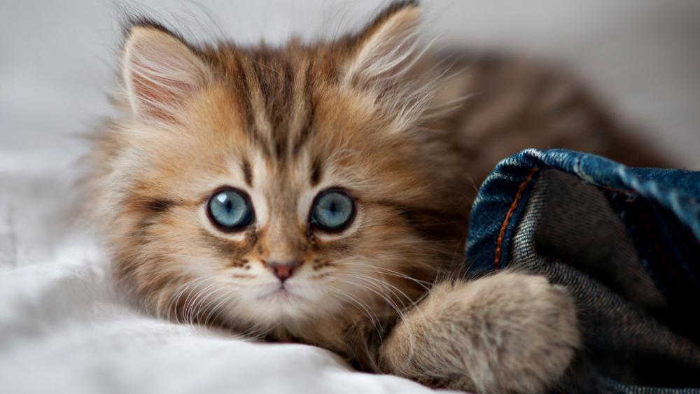 Fluffy Kitten with Blue Eyes wallpaper