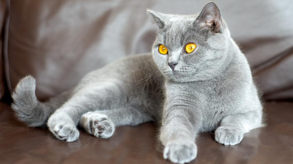 Wallpaper from animals category
