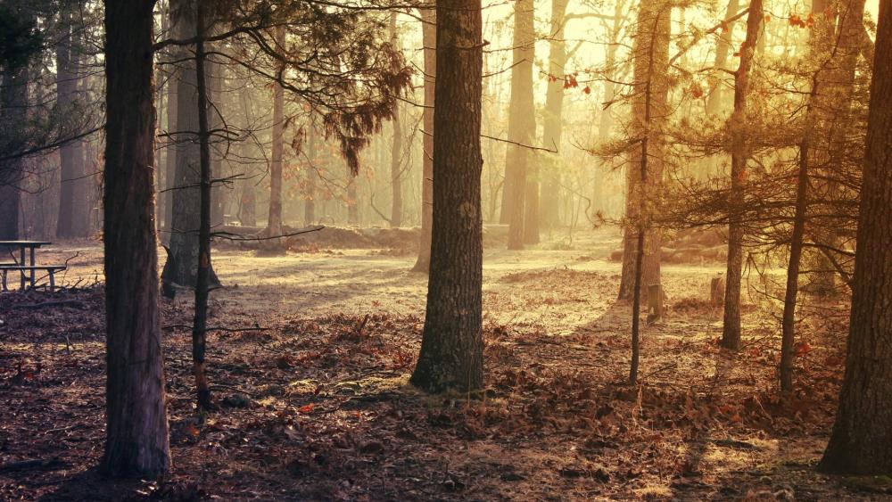 Serene Forest at Dawn Softly Illuminated by Sunlight wallpaper