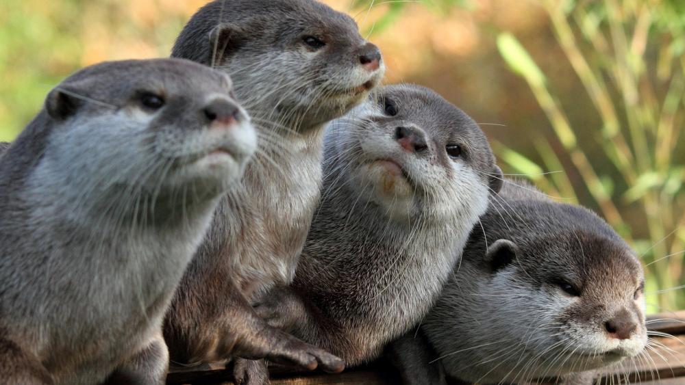 Playful Otters Enjoying Each Other's Company wallpaper