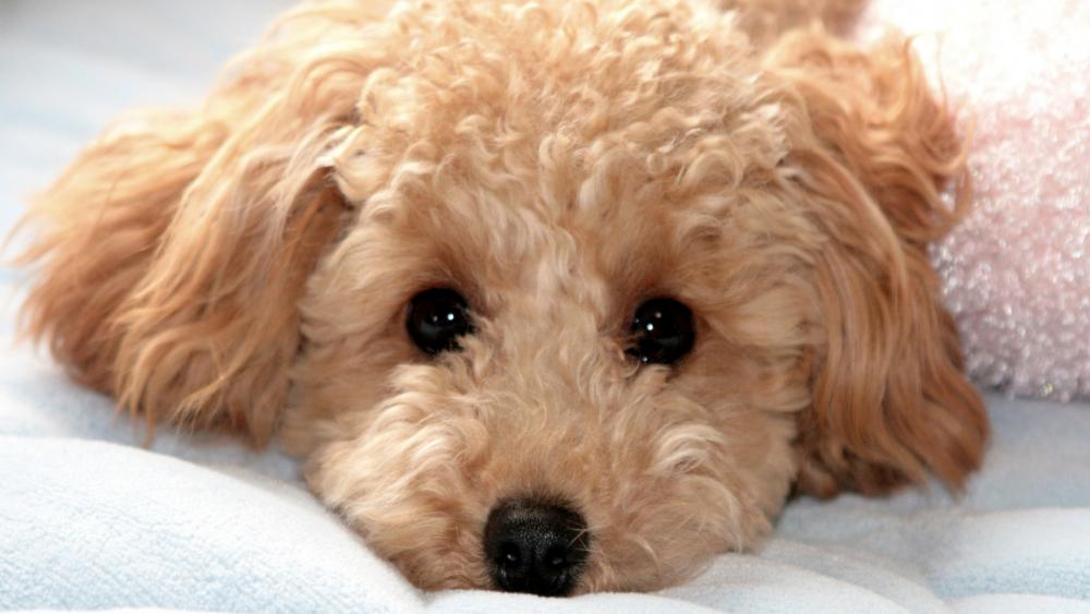 Adorable Puppy with Big Brown Eyes wallpaper